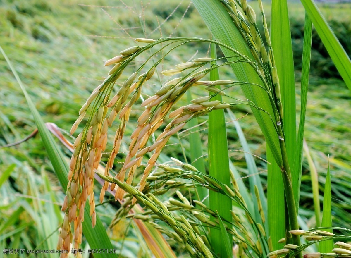 稻穗 水稻 农作物 稻田 农村 风景摄影 现代科技 农业生产