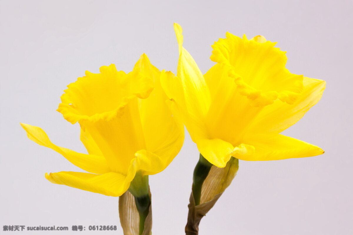 唯美 黄色 水仙花 特写 高清 花卉 花朵 花