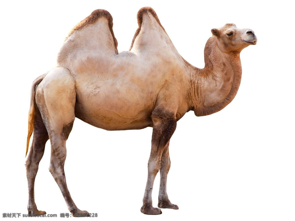 骆驼 拍摄 素材图片 自然风景 沙漠 红柳 地爬草 蓝天 景区 生物世界 野生动物
