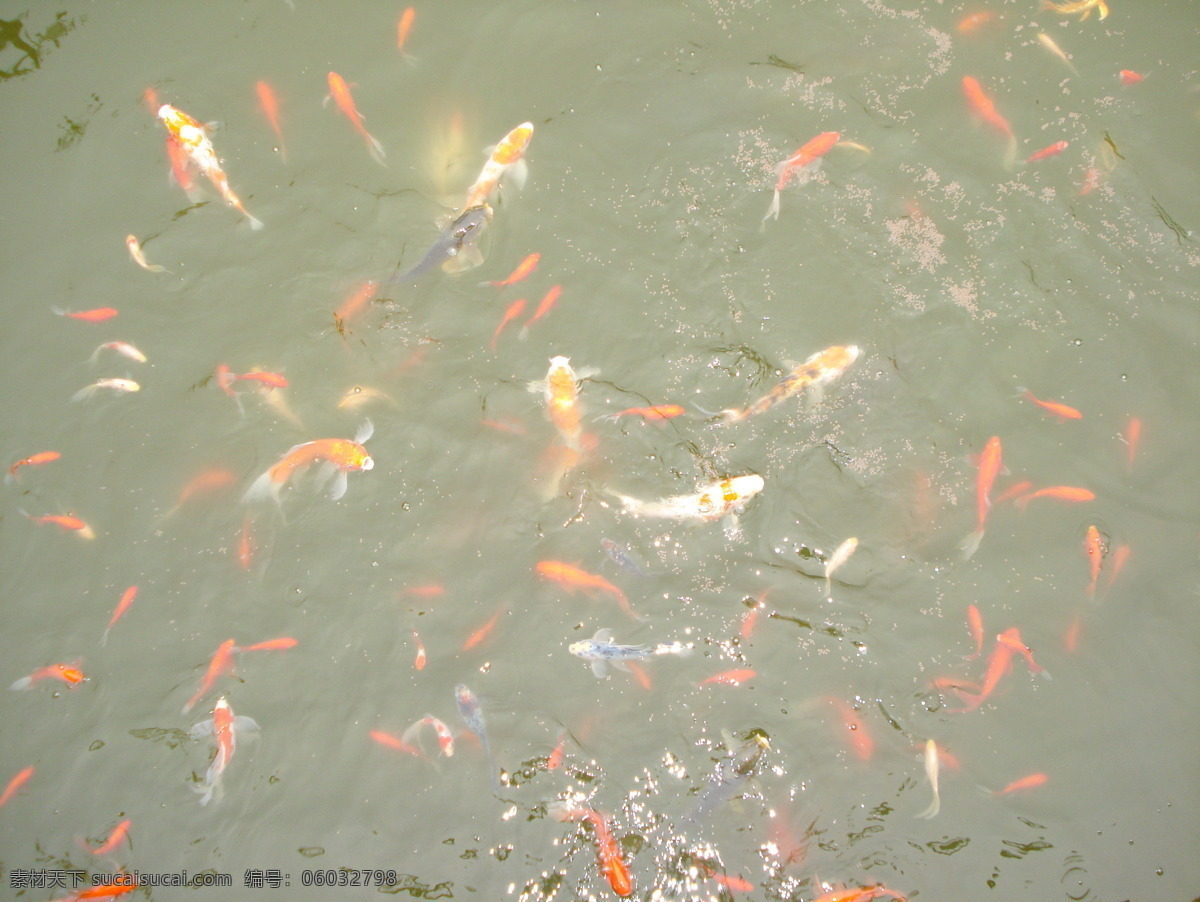 金鱼 争食 生物世界 水中 鱼类 金鱼争食 一群 鱼食 池水 争抢 觅食