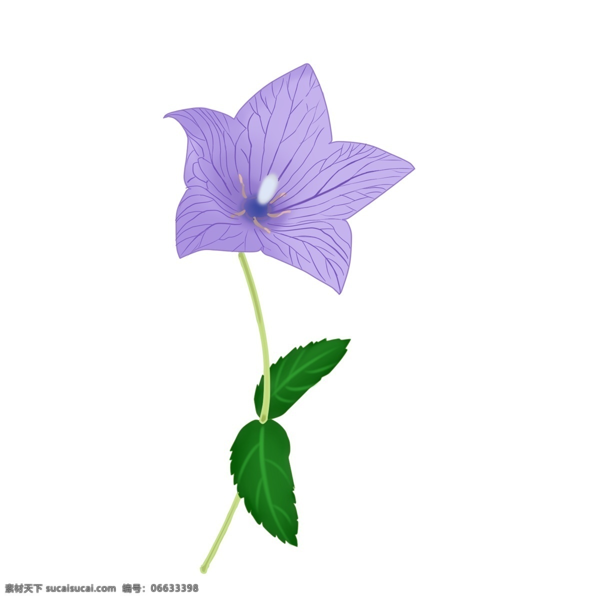 手绘 花 桔梗 紫色 植物 花朵 手绘花 手绘植物 桔梗花 紫色桔梗