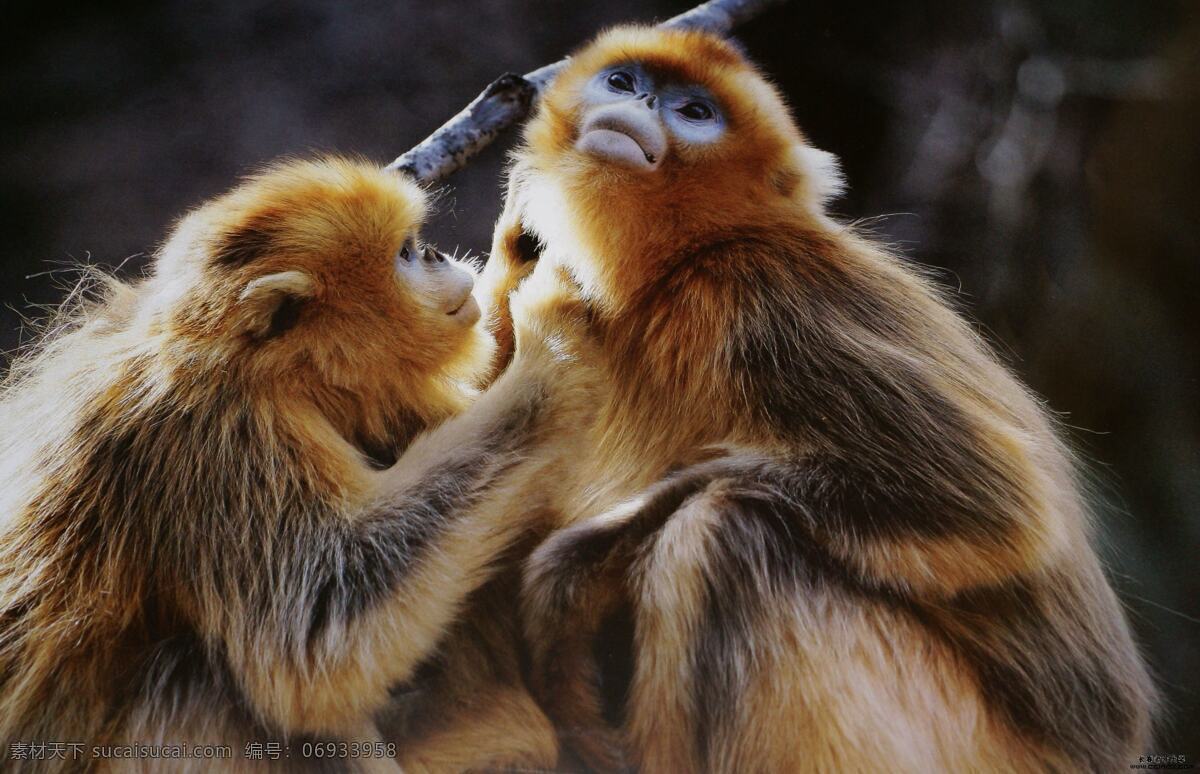 秦岭金丝猴 金丝猴 国宝 秦岭 一对儿 成年 生物世界 野生动物