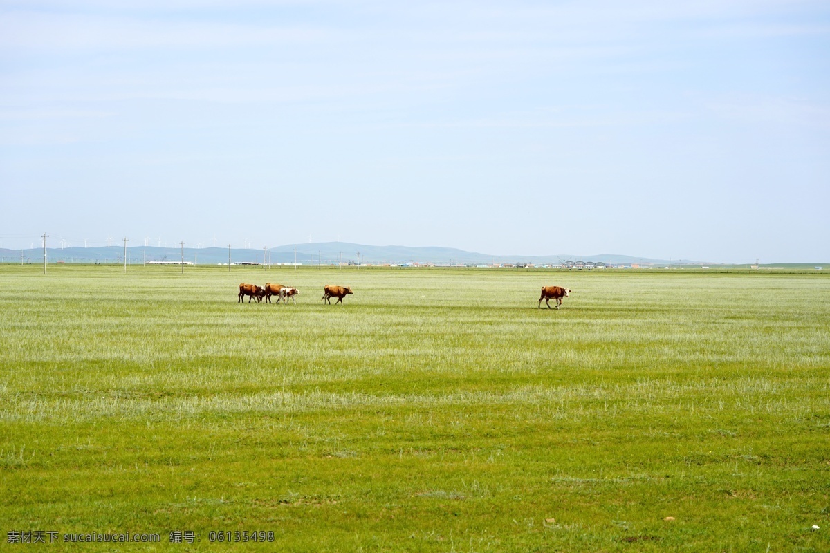 草原牛群 草原 牧场 黄牛 天然牧场 牧区 天然牛肉 山水风景 自然景观 自然风景