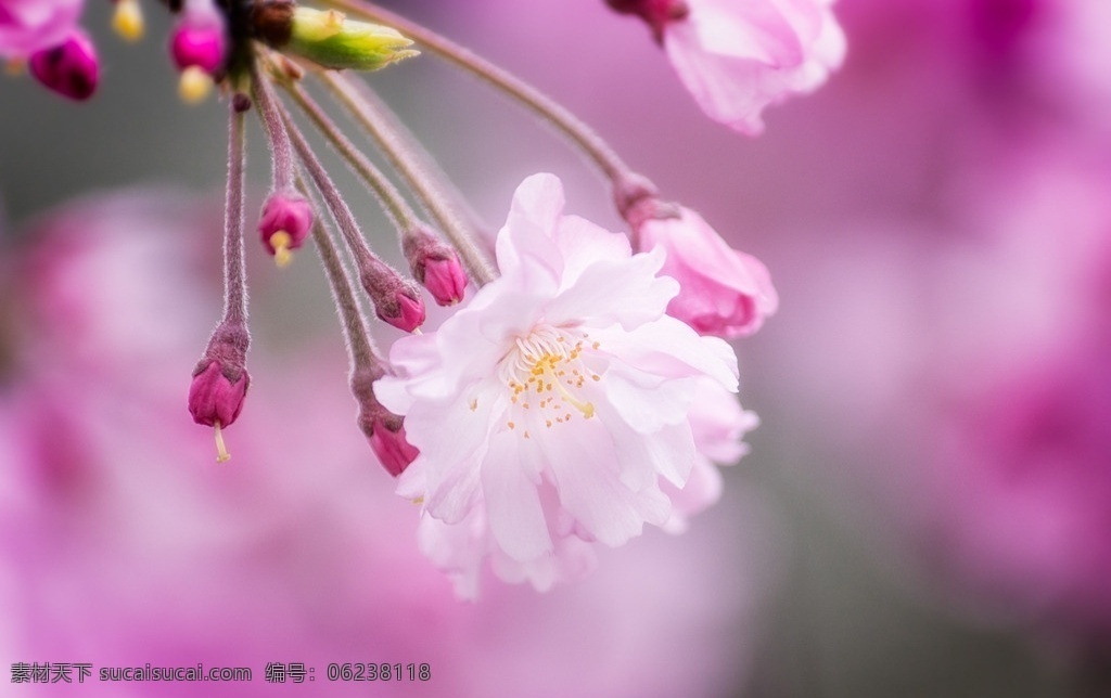 樱花 花卉 花朵 生物世界 花草 日本樱花 自然风景 微距 特写 自然景观