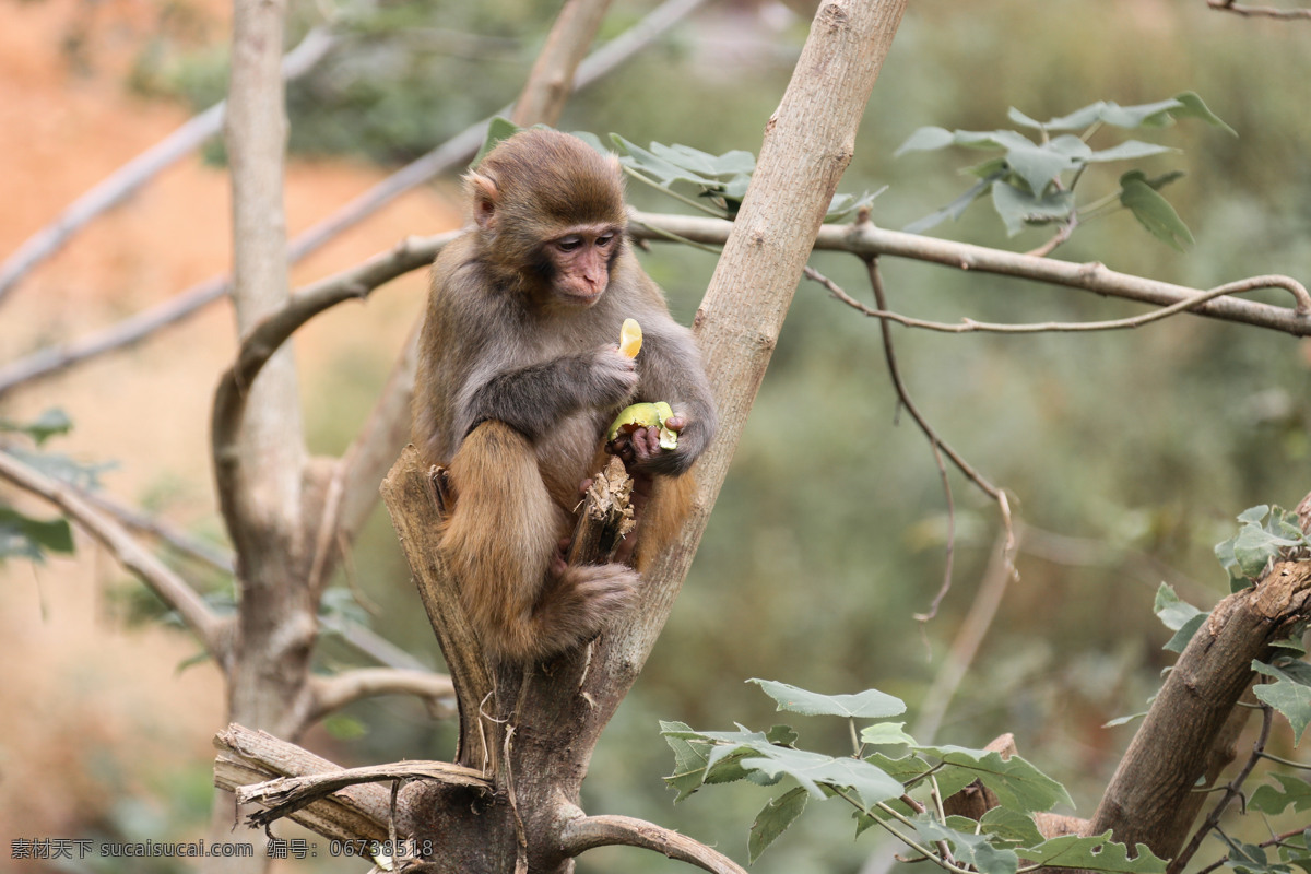 猴子吃橘子 小猴子 美猴王 动物世界 野生动物 趣味动物 生物世界