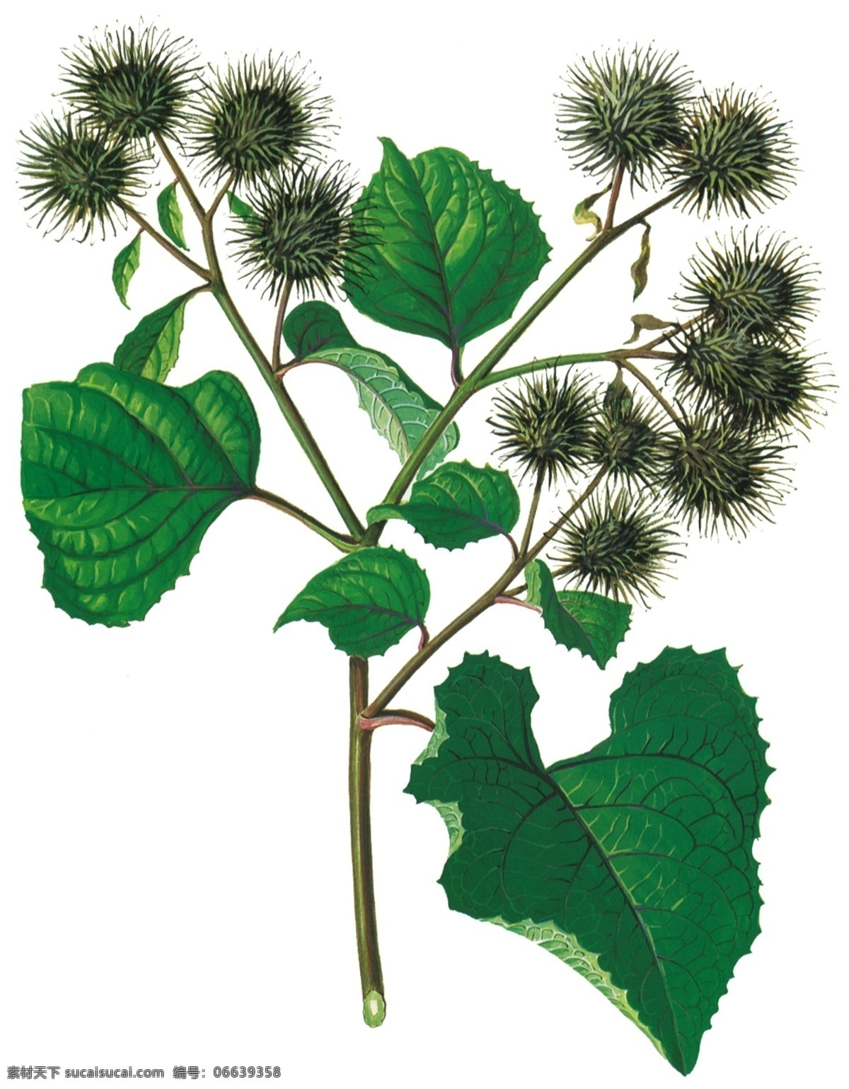 牛蒡 中草药 本草纲目 中药 分层 源文件