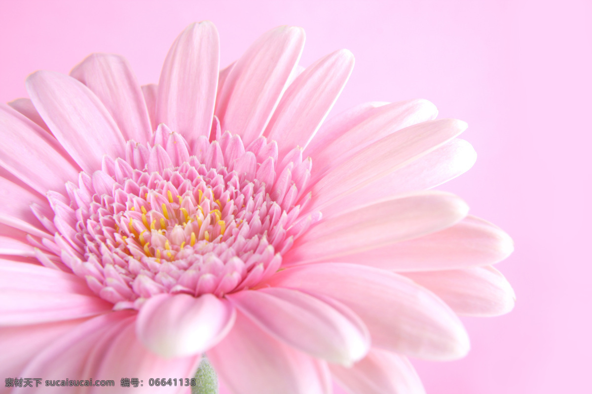 粉红 花朵 背景 边框 美丽鲜花背景 粉红鲜花 花卉 鲜花背景 温馨浪漫背景 背景边框 花草树木 生物世界