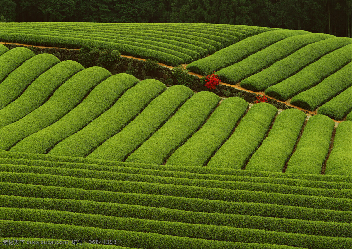 茶园 一片绿地 田园风光 自然景观