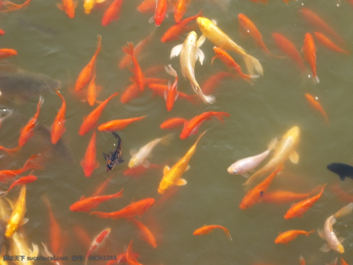 鲤鱼 生物世界 鱼类 鲤鱼照片 一群鲤鱼 各种颜色鲤鱼 黄色鲤鱼 金色鲤鱼 金鲤 成群鲤鱼