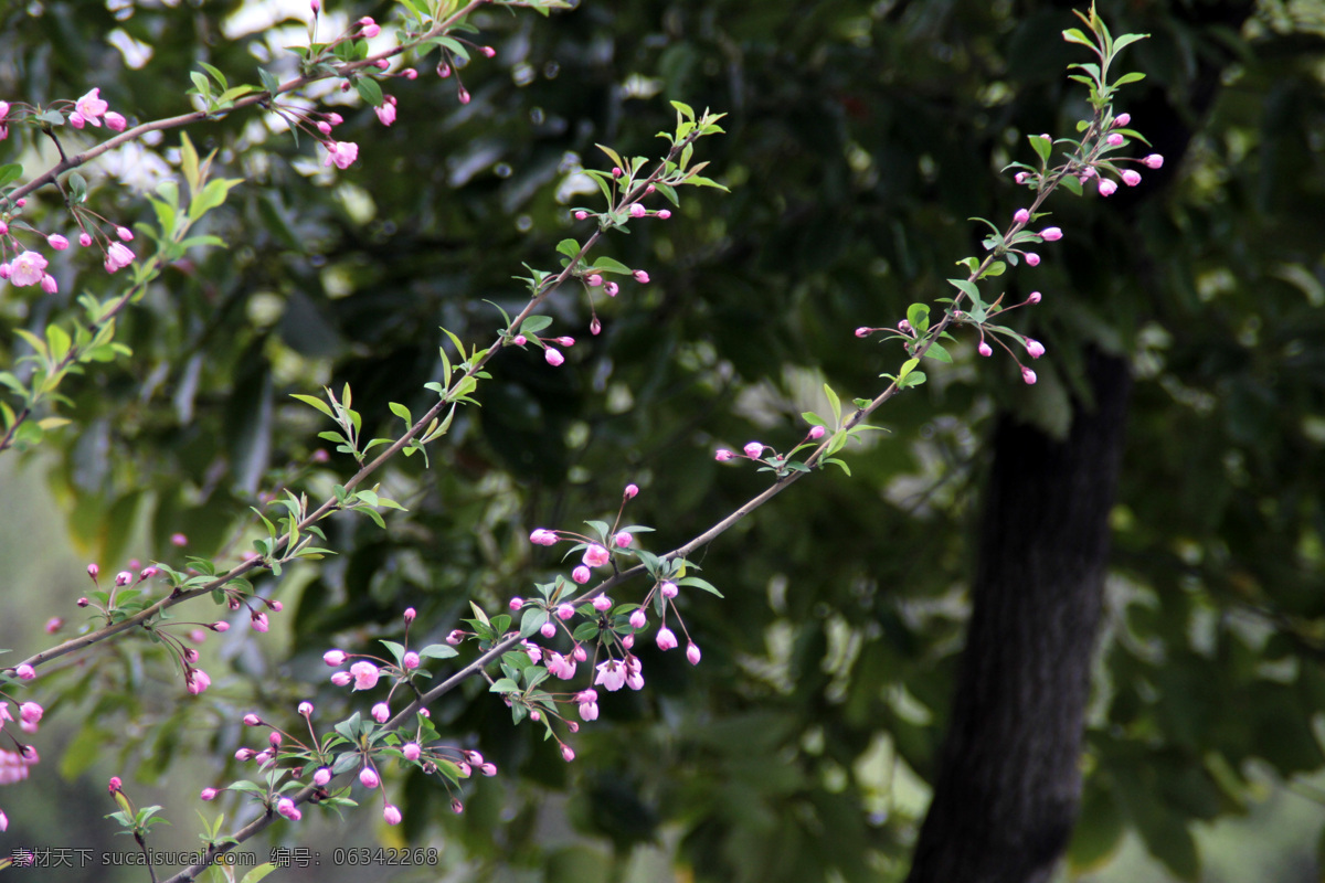 春季 春天 观光 花草 花朵 花木 花团锦簇 美化 樱花 樱花树 园艺 观赏 观赏花木 木本花 休闲 游览 花如潮 素雅 漂亮 美丽 养眼 晴天 植物花卉 生物世界 psd源文件