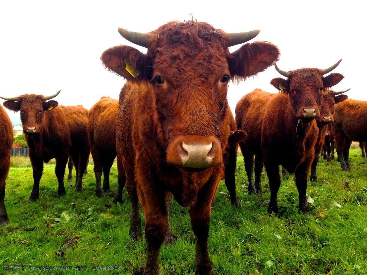黄牛 养牛场 奶牛 老牛 嫩牛 牛肉 肉牛 肉牛养殖 养殖场 草原 牛群 牛羊 牛排 食材 天然 环保 斗牛 生物世界 其他生物