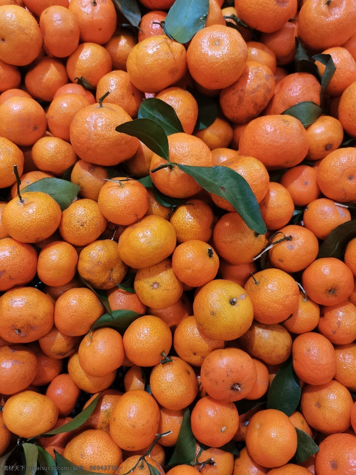 沙糖桔图片 沙糖桔 橘子 维生素 水果 酸甜 好吃 沙糖柑 生物世界