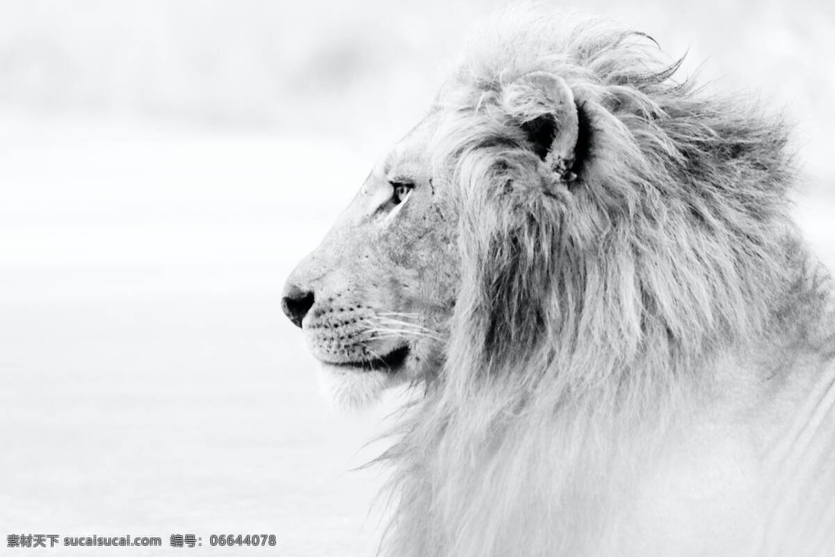 狮子草丛 狮子 雄狮 猛兽 猛狮 狮子毛 生物世界 野生动物