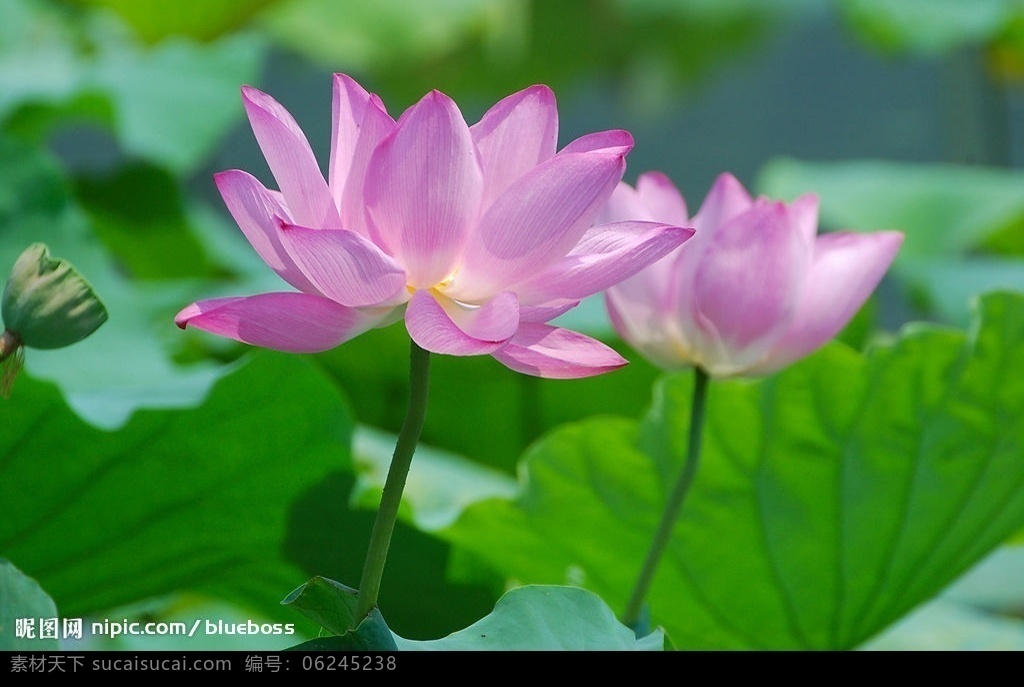 并蒂莲 夏 莲 荷 花 生物世界 花草 摄影图库