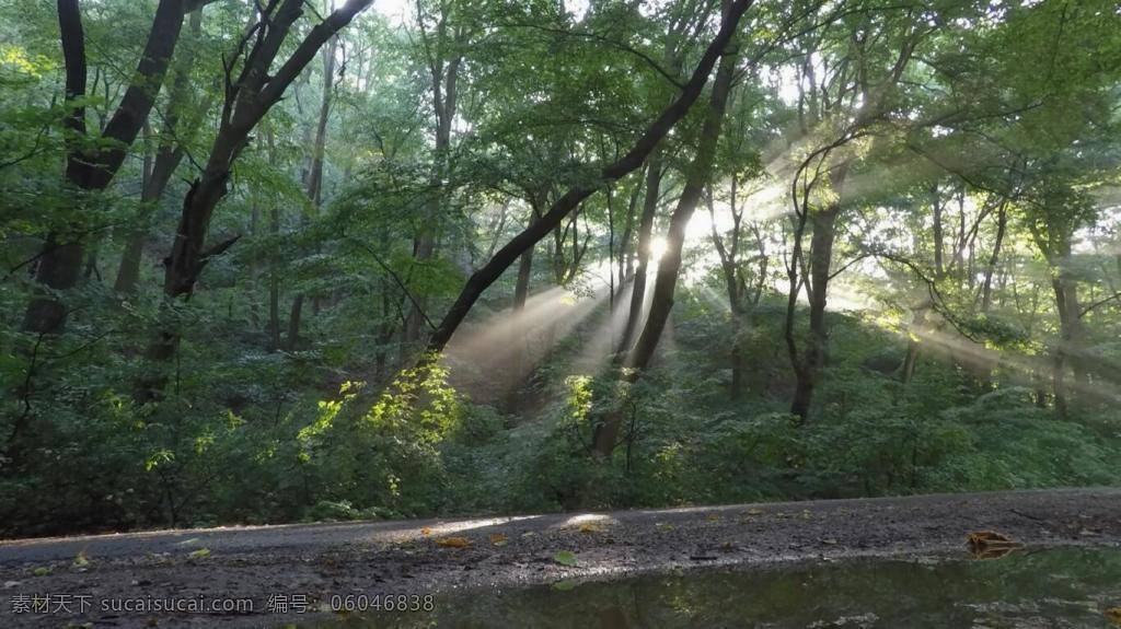 实拍 深林 里 洒 小路 晨光 视频 洒向小路 自然 景色
