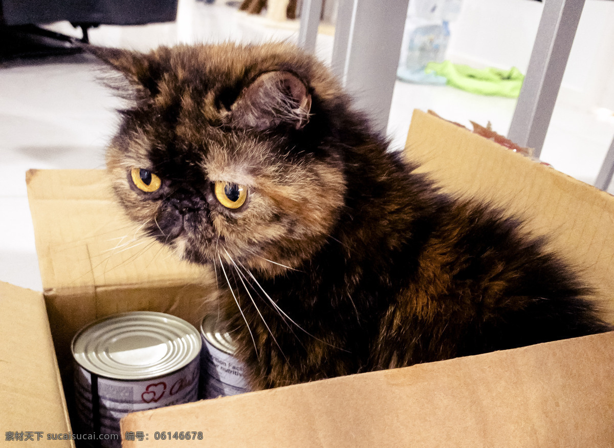 躲 盒子 里 加菲猫 躲在 盒子里 萌宠 宠物 可爱 黑色 毛茸茸 千库原创