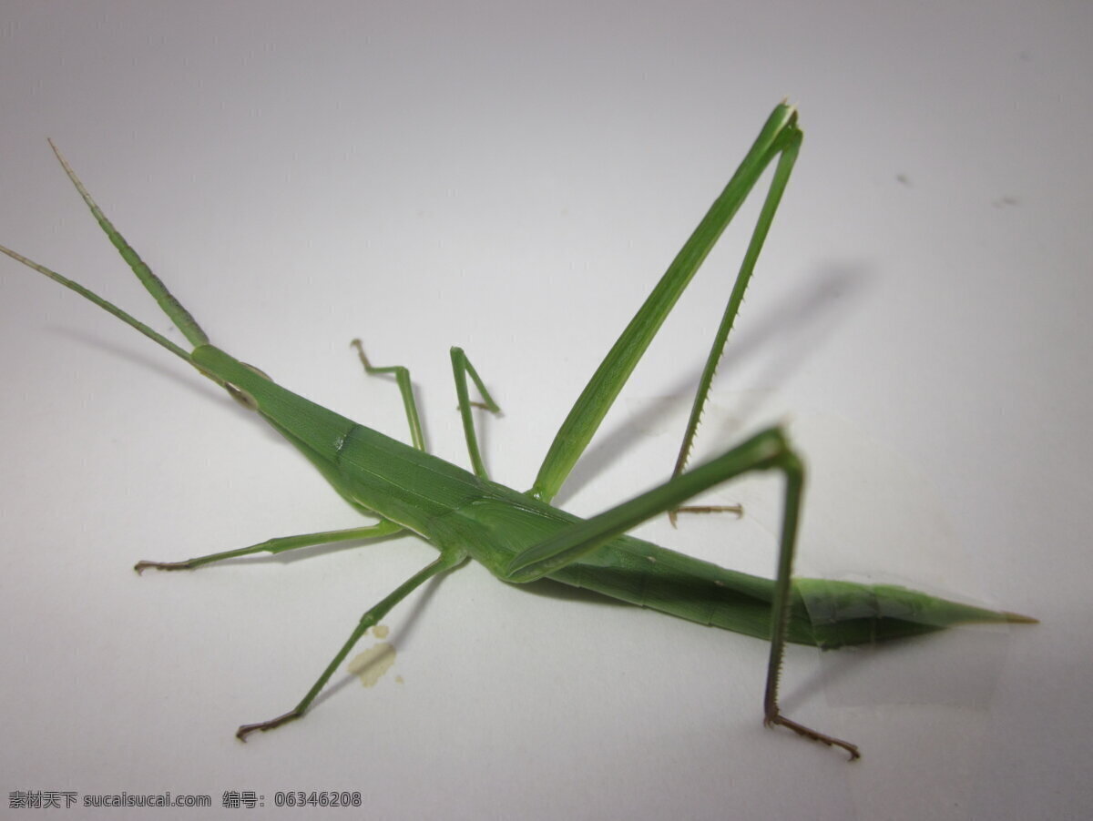 蚱蜢 昆虫 生物世界