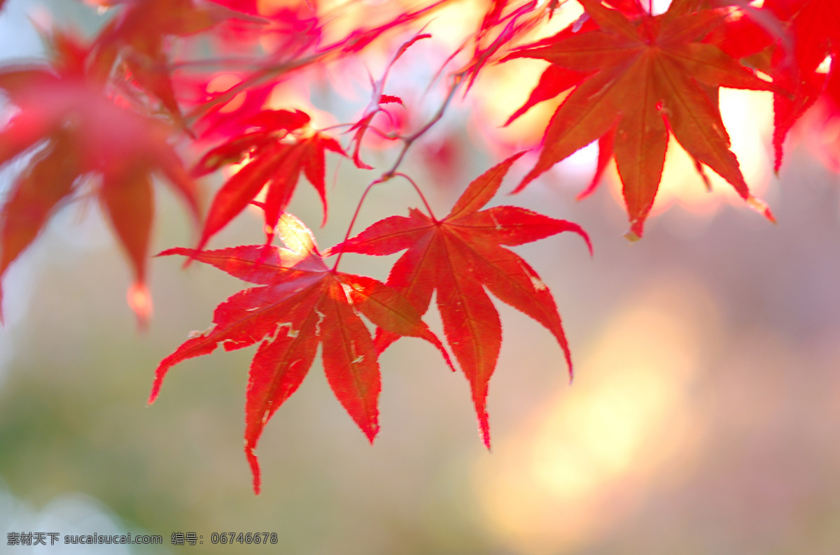 橙色 枫叶 红枫 秋天 树木 红枫叶 红枫叶林 红枫树 日本红枫叶 生物世界 树木树叶