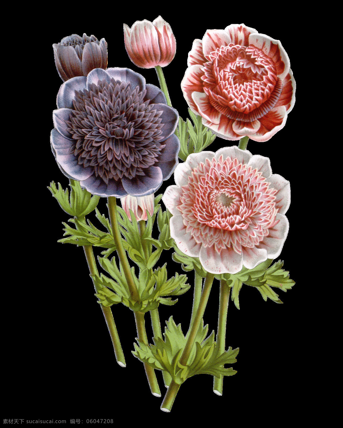 精美 花束 花朵 装饰 元素 含苞待放 手绘花朵素材 鲜花花朵 鲜花花蕾 鲜花素材花卉