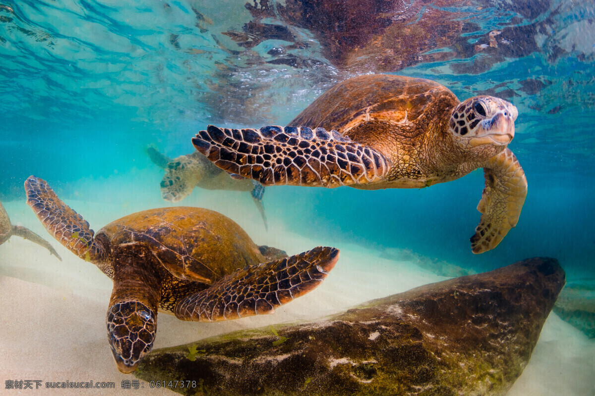 海龟 海 龟 乌龟 小乌龟 巴西龟 宠物龟 动物 生物世界 海洋生物