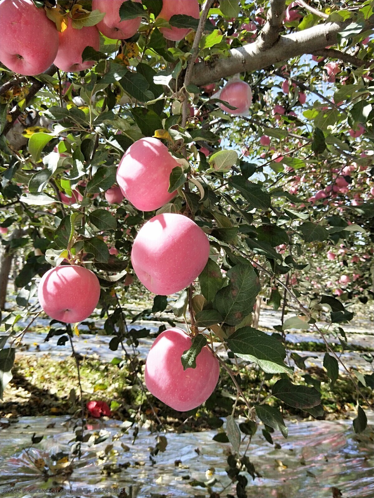 红苹果 苹果园 红富士 庆阳苹果 甘肃苹果 苹果季 自然景观 自然风光