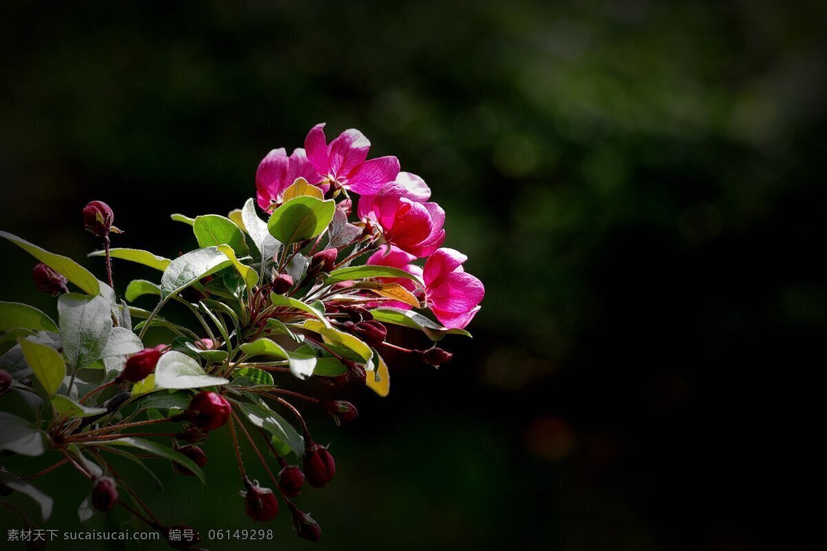 唯美 海棠花 花卉 花朵 花草 植物 鲜艳