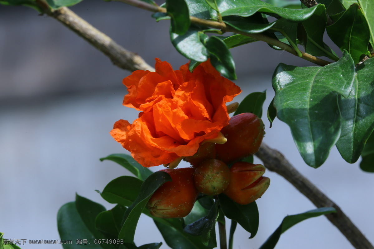 石榴 观赏花卉 安石榴 若榴 花卉 花儿 枝叶 石榴树 花草 植物 园林绿化 绿化景观 石榴花石榴 生物世界