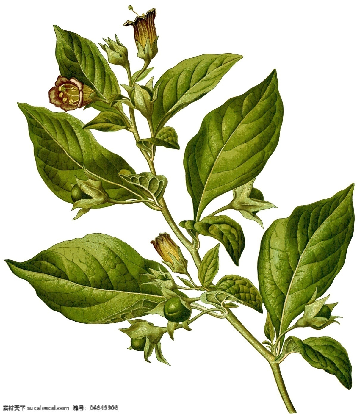 手绘植物 插画 手绘 花卉 分层 植物