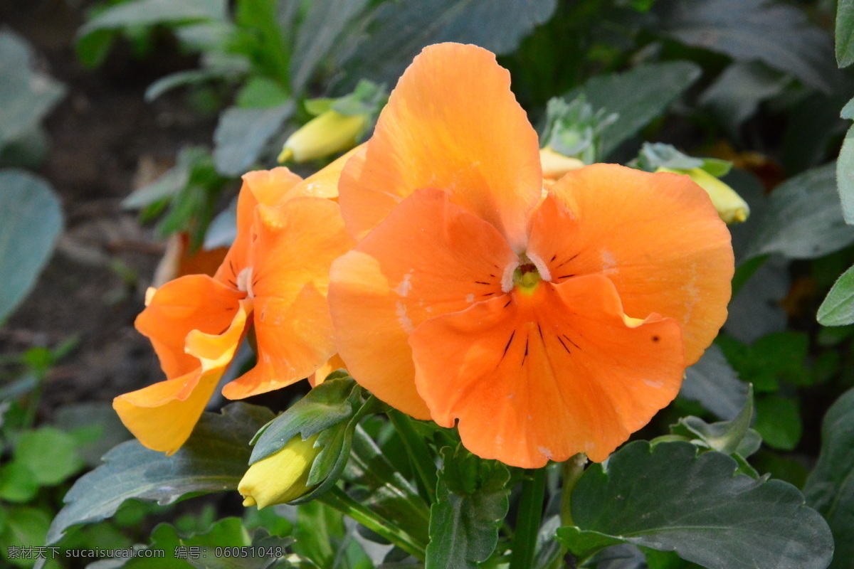 三色堇 猫儿脸 蝴蝶花 背景素材 人面花 花朵 草花 花卉 花儿 花草 绿化景观 草本植物 生物世界