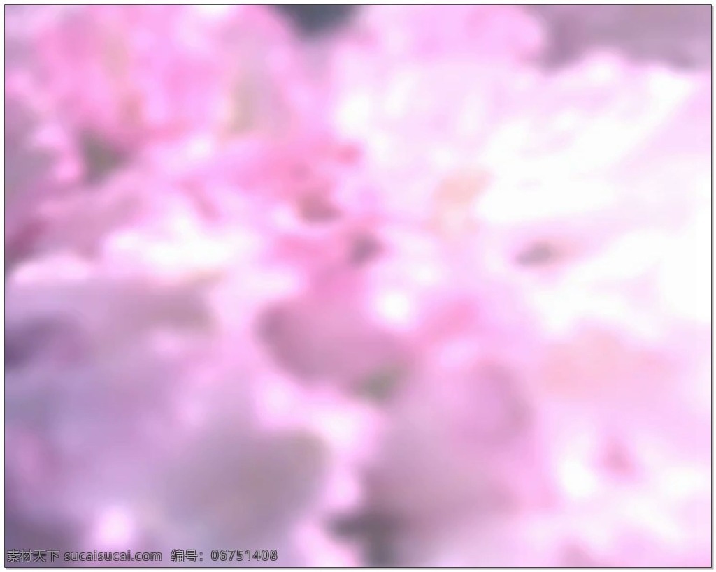 粉色 云朵 婚礼 片头 视频 背景 花海 浪漫 视频素材 动态视频素材