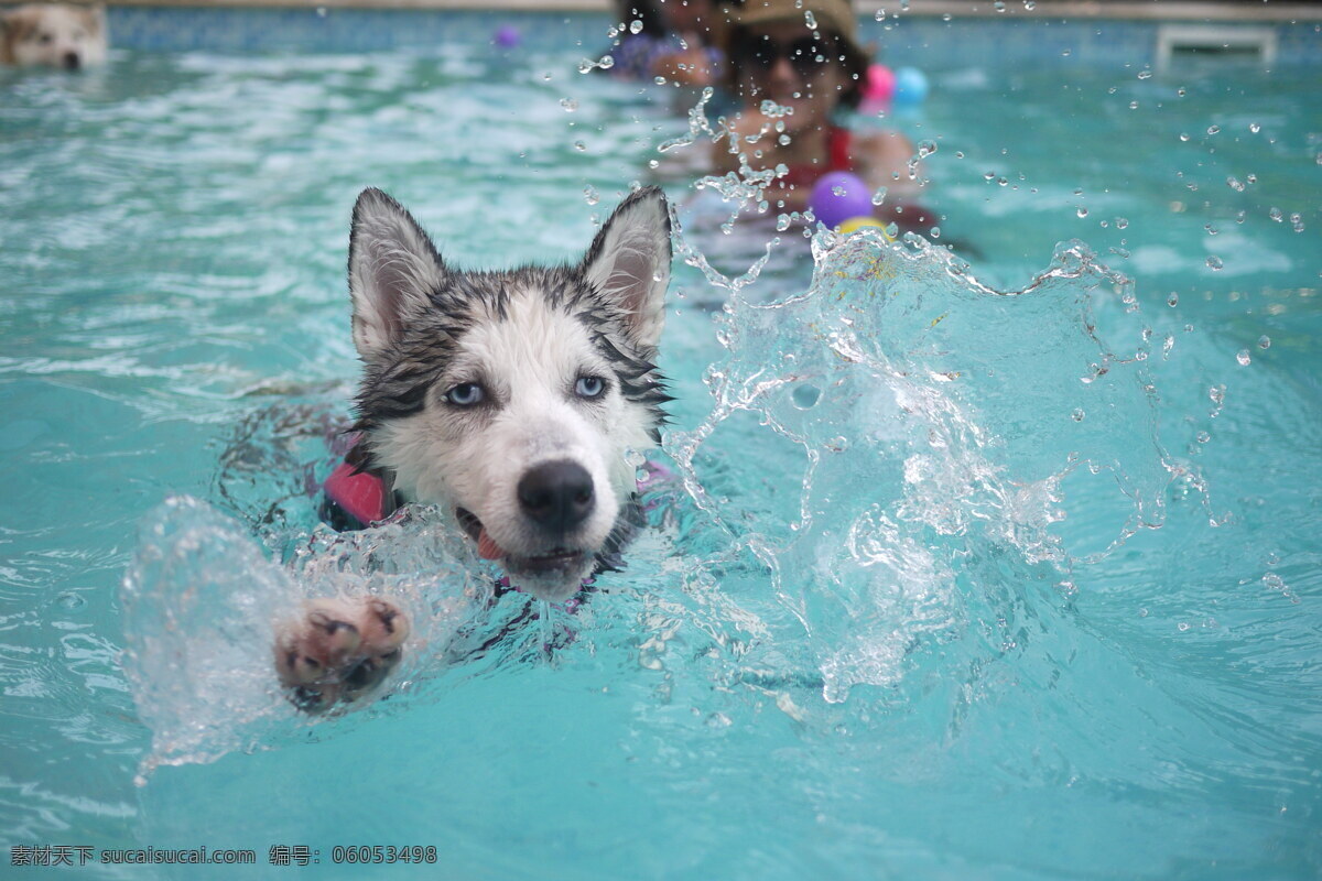 水中 游泳 士奇 高清 西伯利亚 狗狗 宠物狗 小狗
