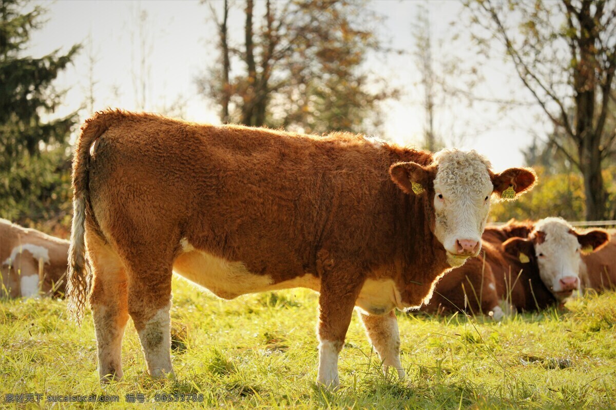 小肉牛 牛 草 动物 牧场 畜牧业 小牛 肉牛 景物拍摄 生物世界 家禽家畜