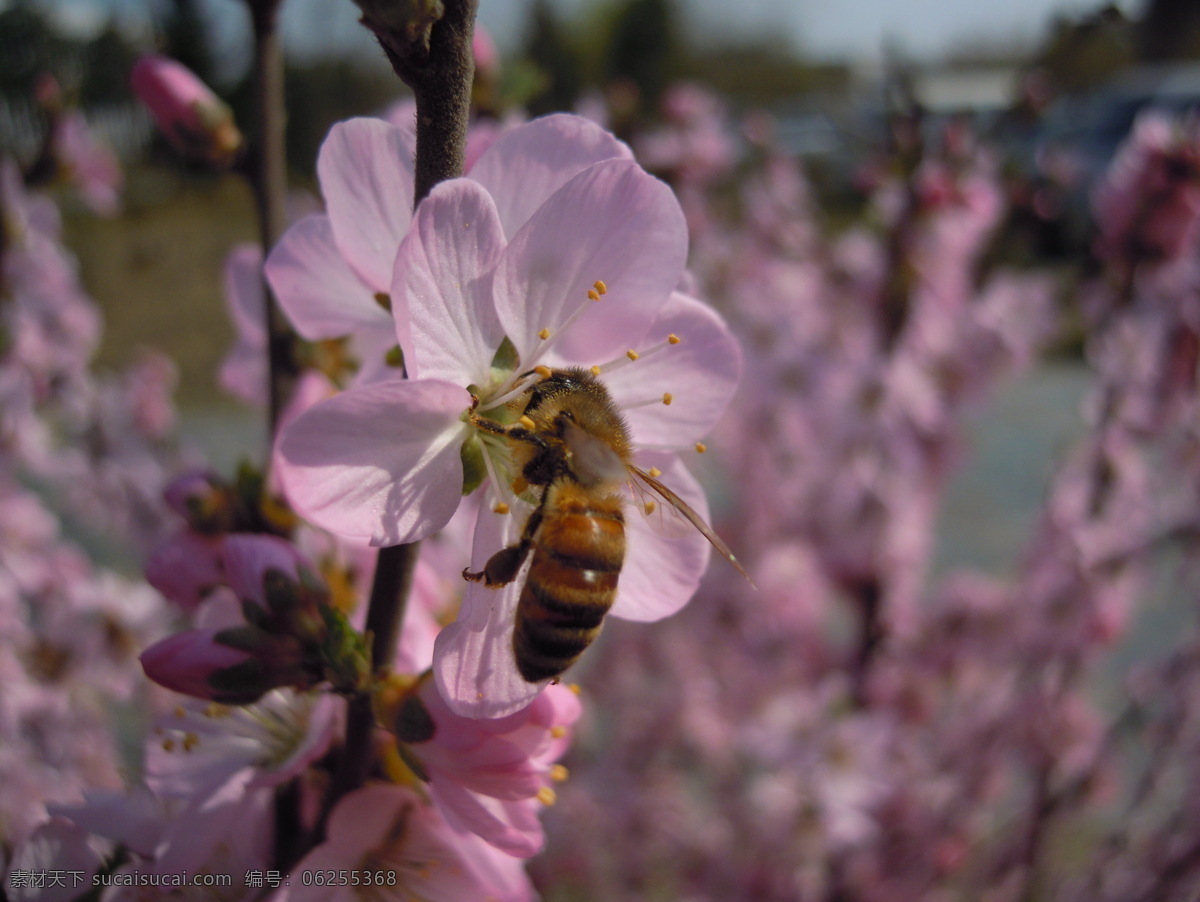 采 蜜 春日 昆虫 美丽 蜜蜂 生物世界 桃花 采蜜 小巧