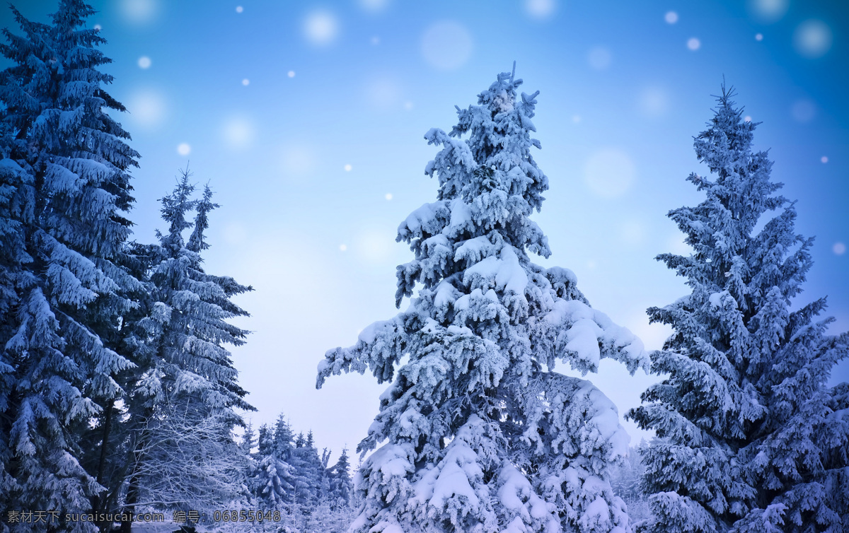 冬季树林雪景 冬季 冬天 雪景 美丽风景 景色 美景 树林 自然风景 自然景观 蓝色