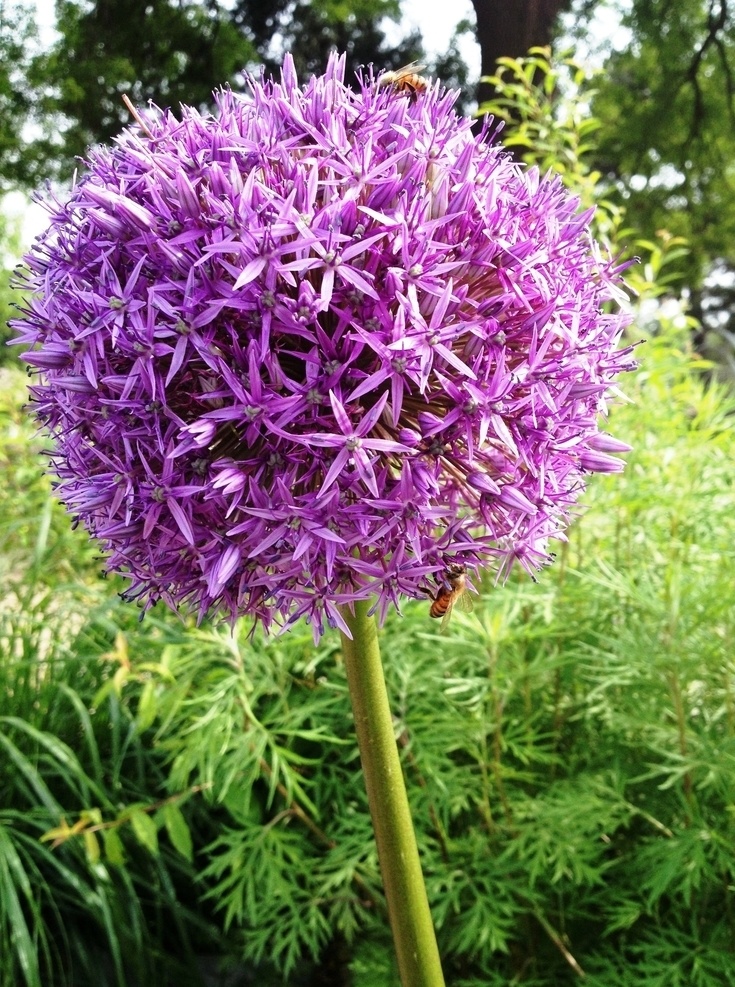 蜜蜂图片 蜜蜂 蜂蜜 花丛蜜蜂 蜂箱 昆虫 养蜂 蜂巢 养殖 蜂蜡 蜂窝 养蜂场 养蜜蜂 蜜蜂养殖 养殖业 勤劳的蜜蜂 蜜蜂采蜜 采蜜 花园 蜂子 采花 油菜花 春天 花卉 花朵 田园 小蜜蜂 大蜜蜂 花间蜜蜂 国内蜜蜂 国外蜜蜂 一只蜜蜂 一群蜜蜂 蜂 蜂儿 蜂箱子 蜂群 眼养蜂人 采蜂人 采蜜人 生物世界