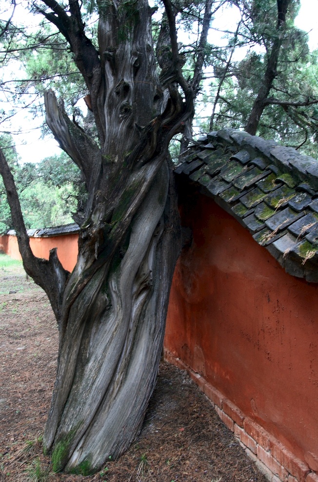 一颗大树图片 大树 老树 宅院 中国 古代 旅游摄影 自然风景