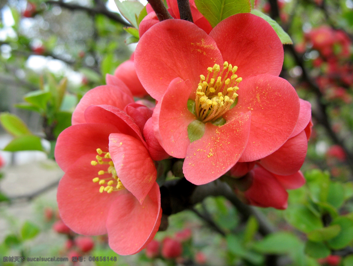 海棠花 高清 春天 海棠 红花 花 花草 花开