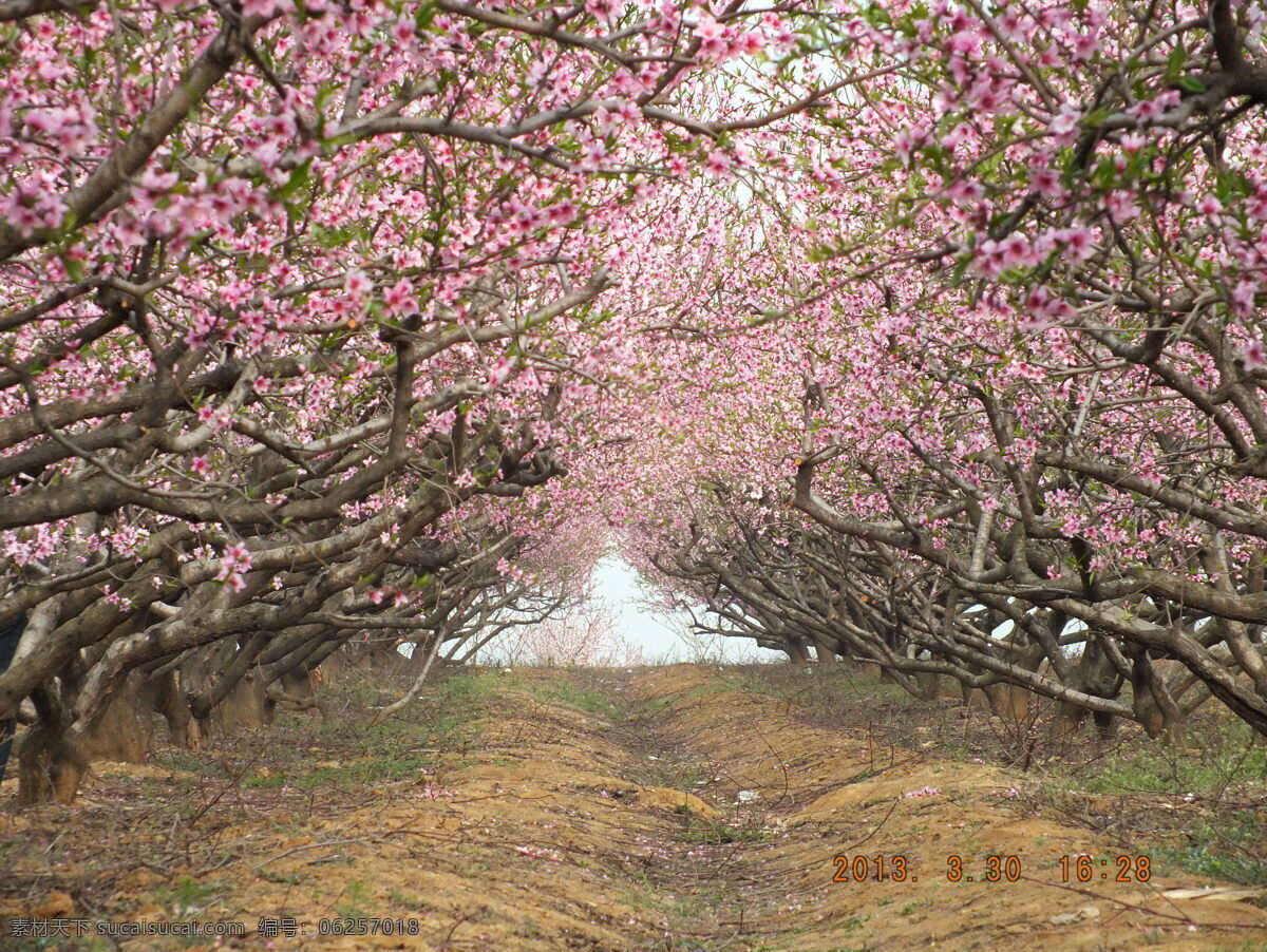 桃花路 桃花 郊外 小路 春天 桃花源 旅游 花草 植物 生物世界