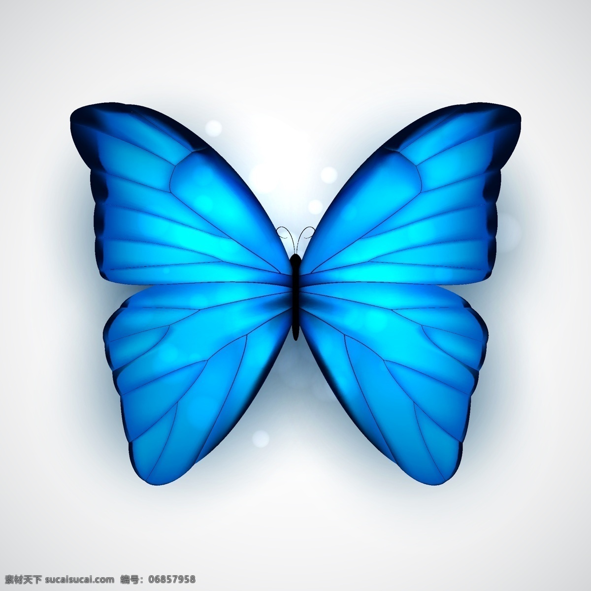 美丽 蓝色 蝴蝶 矢量 简约 昆虫 白色
