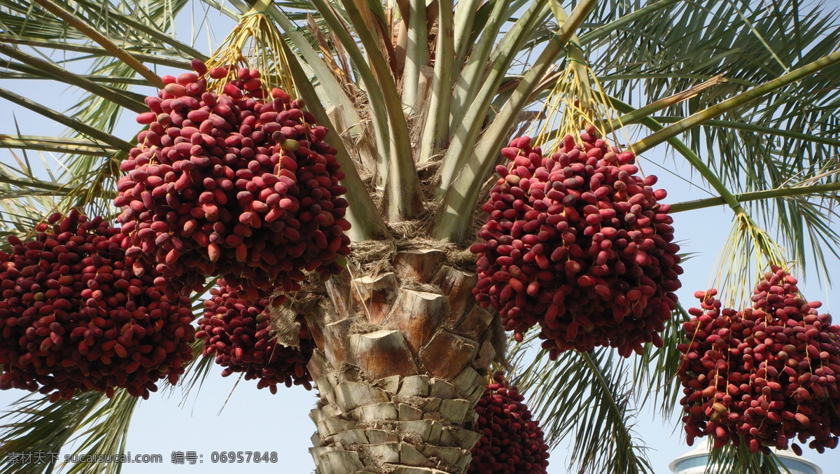 椰枣 世界风光 自然景观 阿拉伯 阿联酋 伊拉克 树木树叶 生物世界