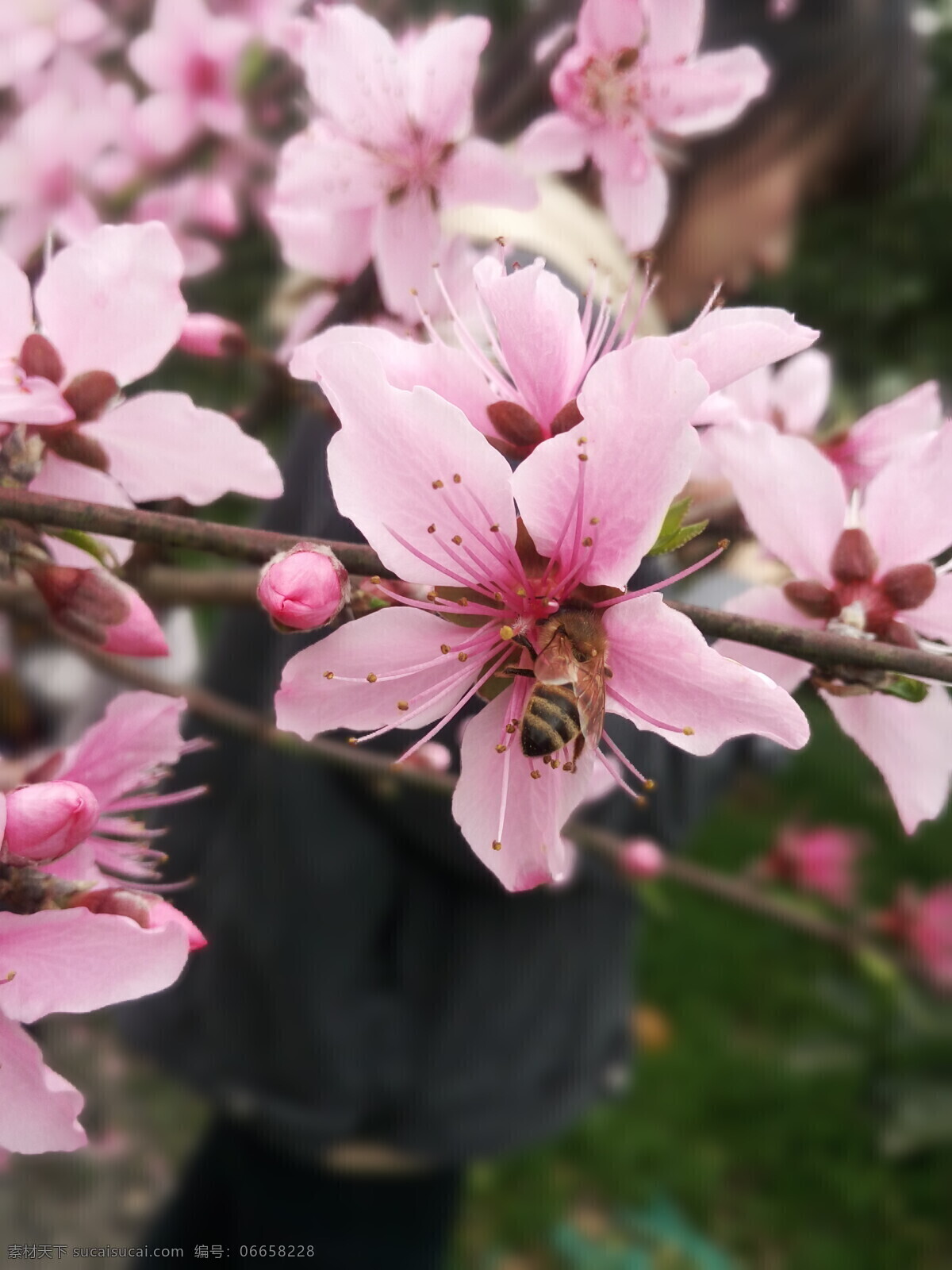 春天来了 春天 桃花 蜜蜂 清明 花 开花 粉红色的花 粉红色 小鸡 哈哈哈 采蜜 照片 生物世界 花草