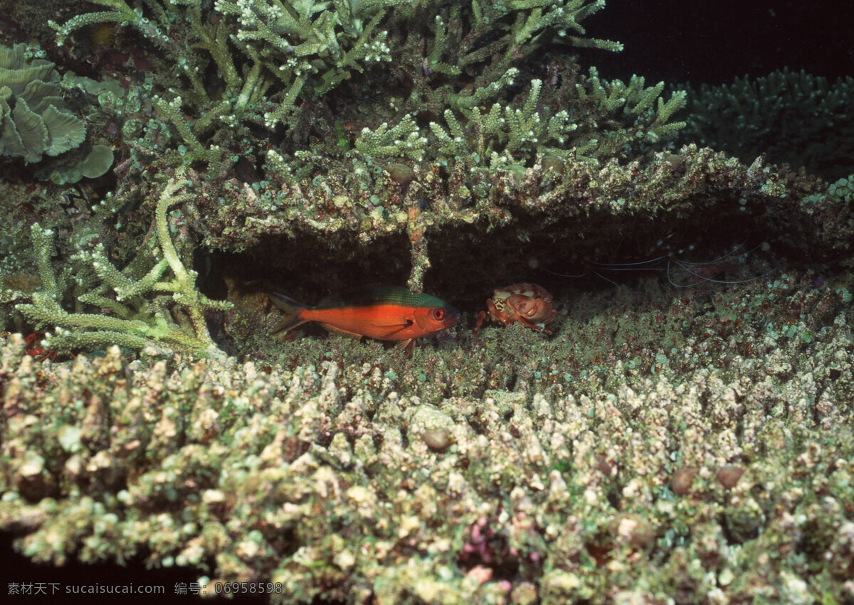 海蟹 海鱼 海洋世界 海底 海底生物 海洋 海洋生物 生物世界