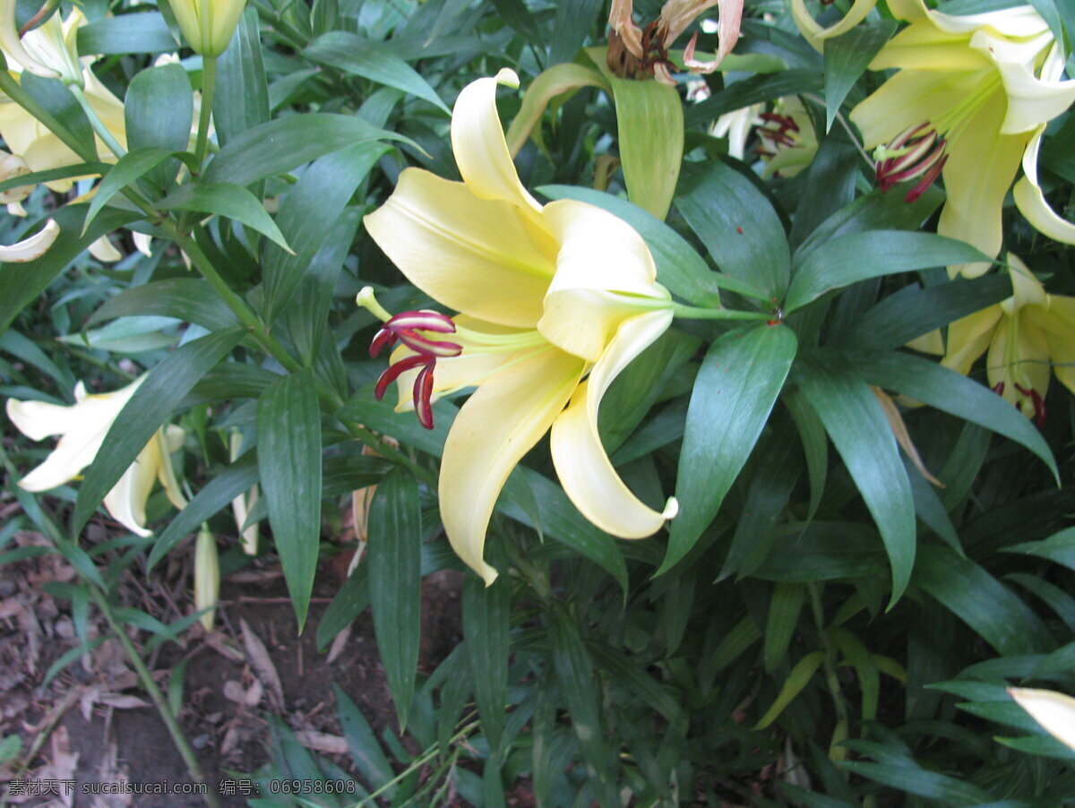 百合花 百合 强瞿 山丹 花卉 花儿 花骨朵 花草 植物 园林绿化 绿化景观 百合花萱草 生物世界