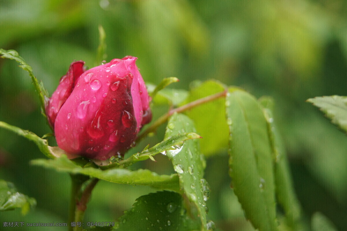 春雨润无声 绿色 含苞待放 自然 滋润 花卉 花草 生物世界