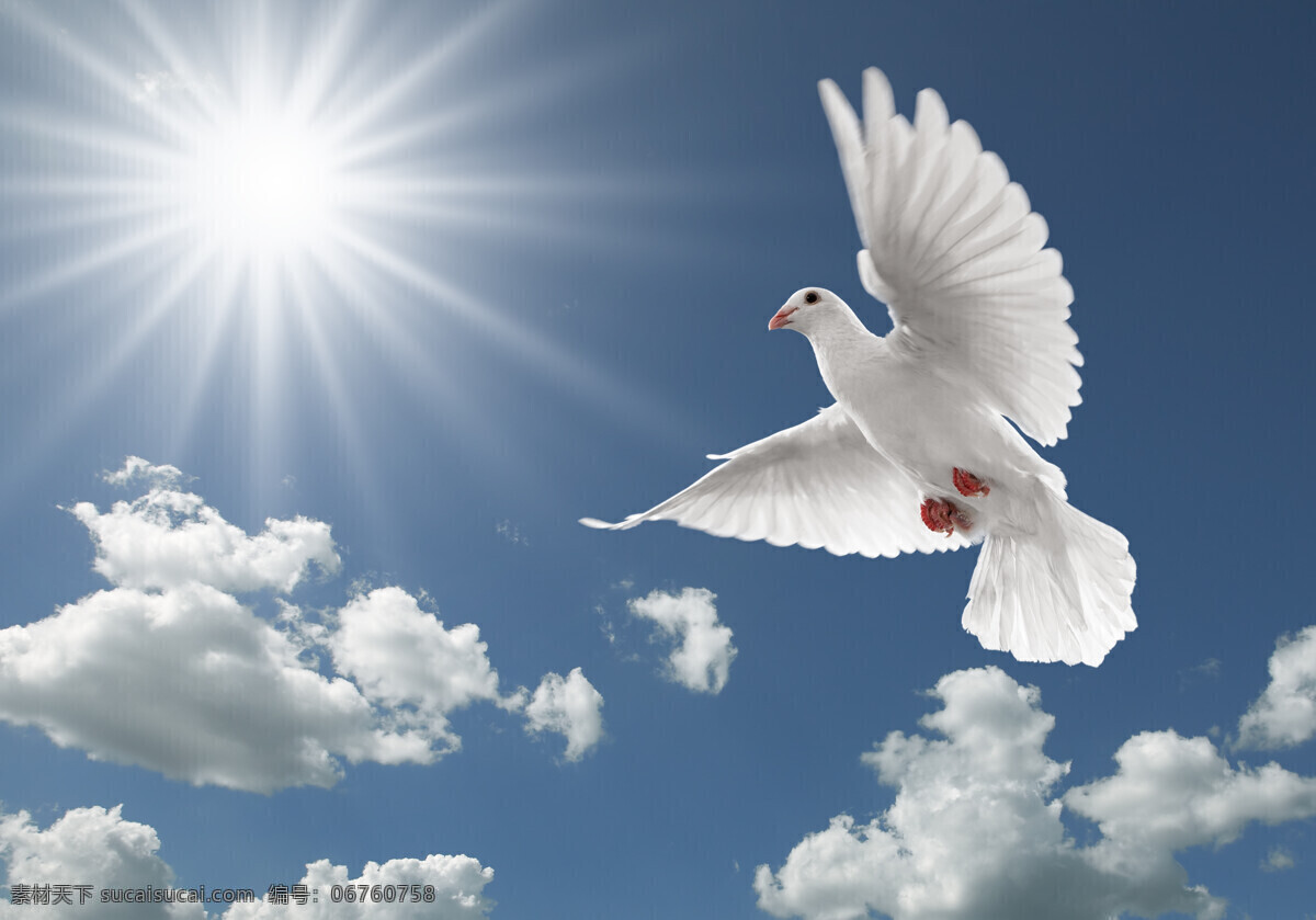 展翅 飞翔 鸽子 高清 蓝天白云 天空 白鸽 和平鸽 高清图片 空中飞鸟 生物世界 白色