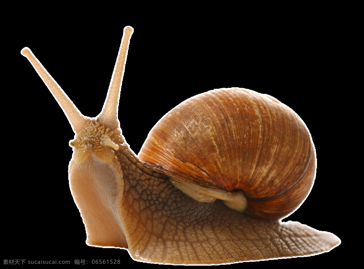 常见 昆虫 蜗牛 透明 动物 免扣 抠图专用 装饰 设计素材 淘宝素材 海报设计装饰 装饰图案