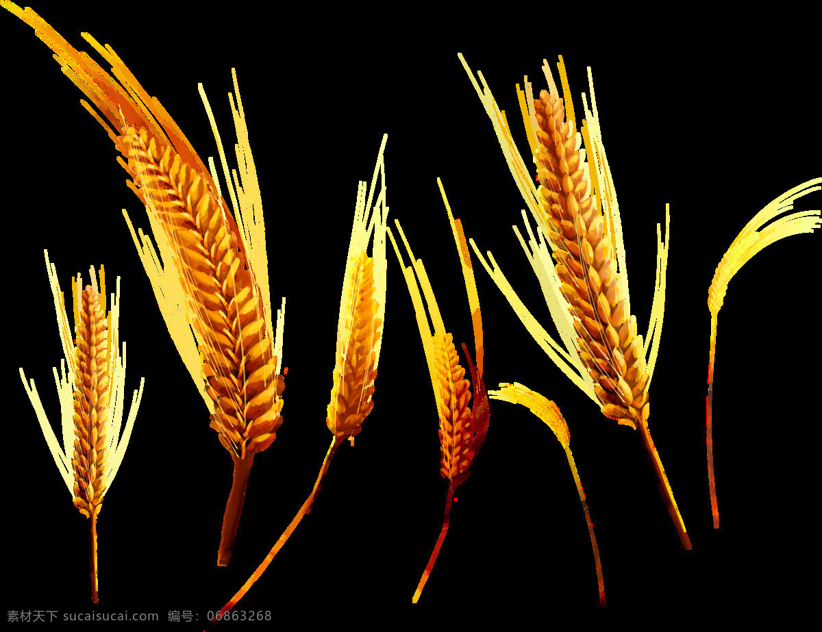 小麦 麦子 麦粒 麦麸 麦穗 麦地 png图 透明图 免扣图 透明背景 透明底 抠图 生物世界