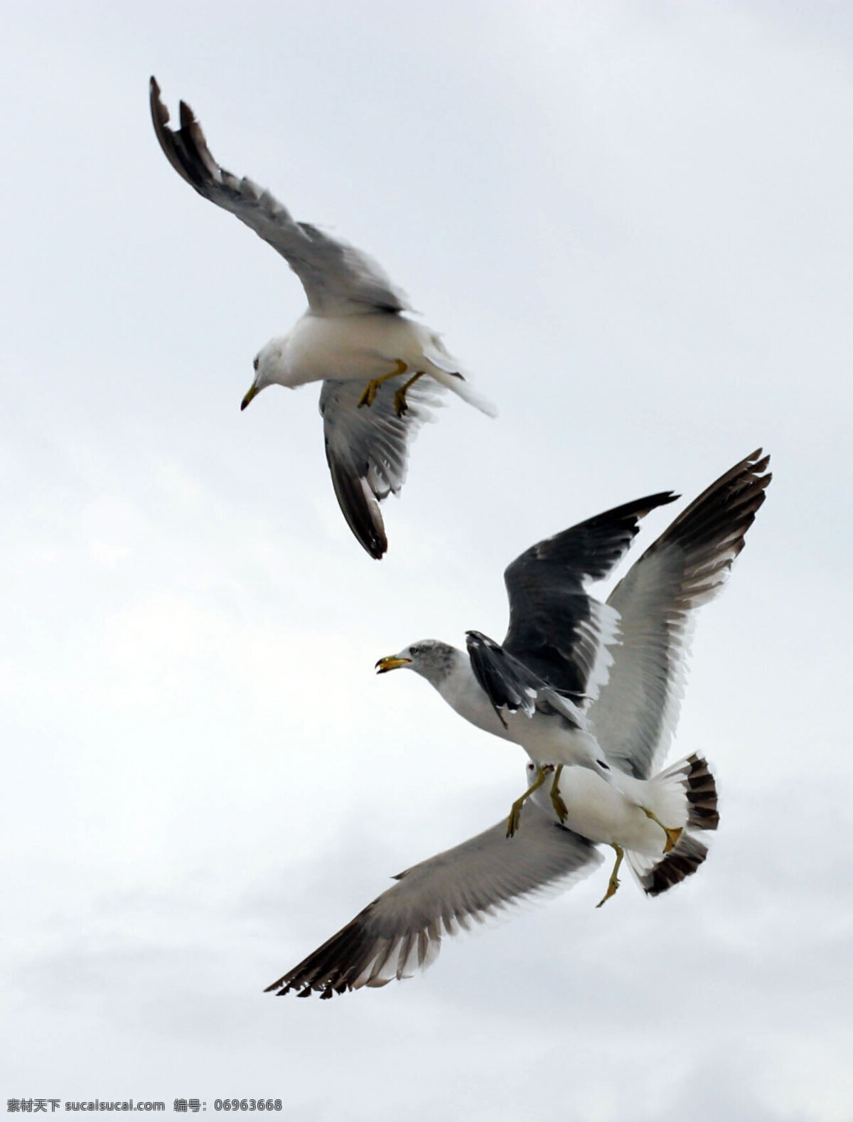 飞翔的海鸥 海鸥 天空和白云 鸟类 生物世界
