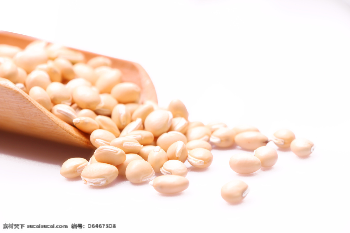 中医 中药 白扁豆 照片 餐饮美食 食物原料