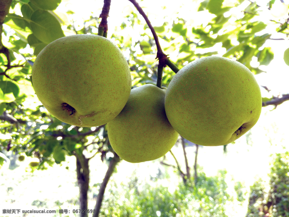 传豪梨 翠冠梨 梨子 传和村 绿色梨子 绿色水果 树上水果 德化梨 生物世界 水果